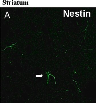 Anti-Nestin Antibody, clone rat-401 clone rat-401, Chemicon&#174;, from mouse