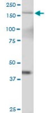 Anti-TTBK2 antibody produced in mouse purified immunoglobulin, buffered aqueous solution