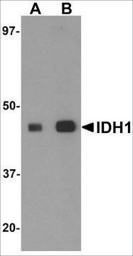 Anti-IDH1 antibody produced in rabbit affinity isolated antibody, buffered aqueous solution