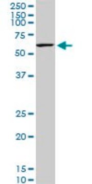 Monoclonal Anti-KLF11 antibody produced in mouse clone 10C5, purified immunoglobulin, buffered aqueous solution