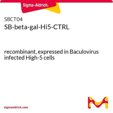 SB-beta-gal-Hi5-CTRL recombinant, expressed in Baculovirus infected High-5 cells