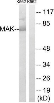 Anti-MAK antibody produced in rabbit affinity isolated antibody