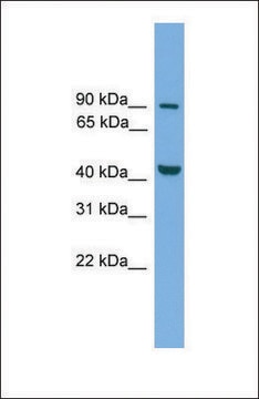 Anti-MITF antibody produced in rabbit affinity isolated antibody