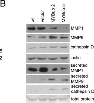 Anti-Actin (20-33) antibody produced in rabbit IgG fraction of antiserum, buffered aqueous solution