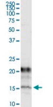 Monoclonal Anti-KCNE1 antibody produced in mouse clone 2A6, purified immunoglobulin, buffered aqueous solution