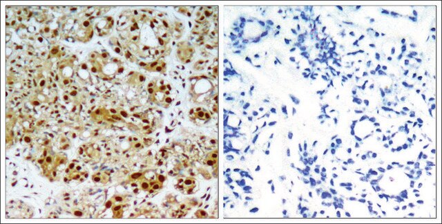 Anti-HSP90AB1 (Ab-254) antibody produced in rabbit affinity isolated antibody