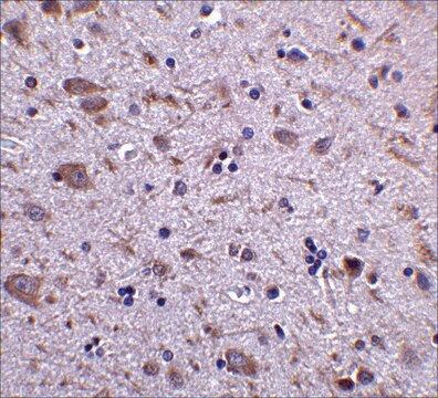 Anti-IRGM (ab1) antibody produced in rabbit affinity isolated antibody, buffered aqueous solution