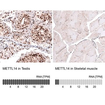 Monoclonal Anti-METTL14 antibody produced in mouse Prestige Antibodies&#174; Powered by Atlas Antibodies, clone CL4252, purified immunoglobulin