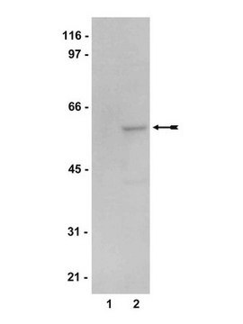 Anti-AMPK &#945;2 Antibody Upstate&#174;, from rabbit