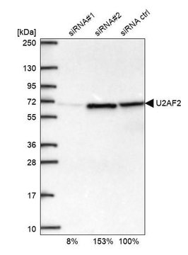 Anti-U2AF2 antibody produced in rabbit Prestige Antibodies&#174; Powered by Atlas Antibodies, affinity isolated antibody, buffered aqueous glycerol solution