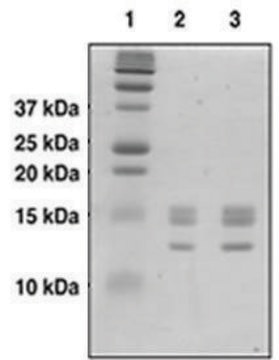 Core Histones human &#8805;95% (SDS-PAGE)