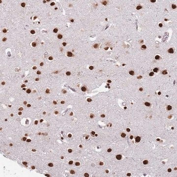 Anti-MFSD12 antibody produced in rabbit Prestige Antibodies&#174; Powered by Atlas Antibodies, affinity isolated antibody, buffered aqueous glycerol solution