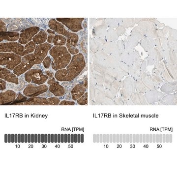 Anti-IL17RB antibody produced in rabbit Prestige Antibodies&#174; Powered by Atlas Antibodies, affinity isolated antibody, buffered aqueous glycerol solution