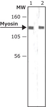 Monoclonal Anti-Myosin Light Chain Kinase antibody produced in mouse clone K36, ascites fluid