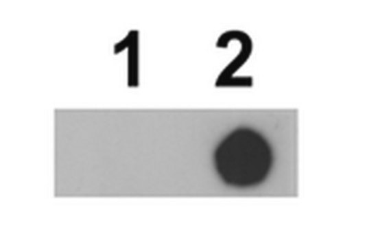 Anti-phospho-mTOR (Thr2164) Antibody serum, from rabbit