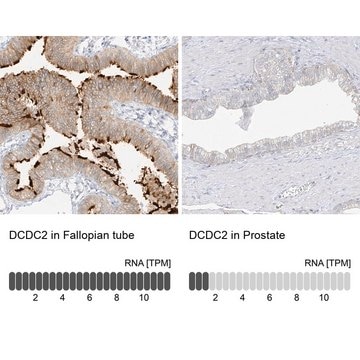 Anti-DCDC2 antibody produced in rabbit Prestige Antibodies&#174; Powered by Atlas Antibodies, affinity isolated antibody, buffered aqueous glycerol solution