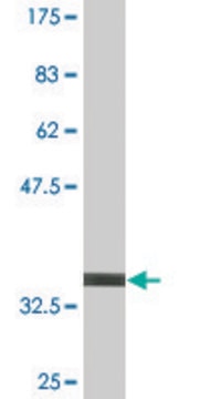 Monoclonal Anti-SERPINE2 antibody produced in mouse clone 3G12, purified immunoglobulin, buffered aqueous solution