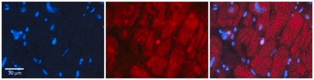 Anti-SIX1 antibody produced in rabbit affinity isolated antibody