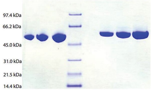 Antithrombin III from human plasma &#8805;95% (SDS-PAGE)