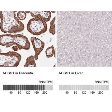 Anti-ACSS1 antibody produced in rabbit Prestige Antibodies&#174; Powered by Atlas Antibodies, affinity isolated antibody, buffered aqueous glycerol solution