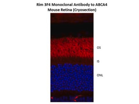 Anti-ABCA4 Antibody, clone 3F4 clone 3F4, from mouse