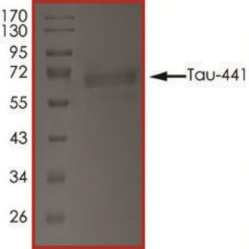 TAU-441, TTBK1-Phosphorylated recombinant