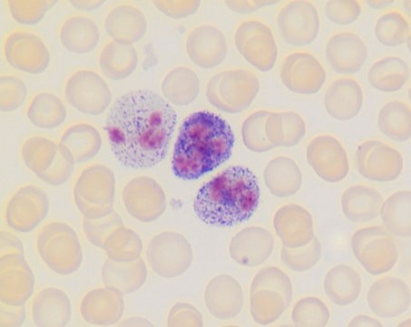 Leukocyte Alkaline Phosphatase Kit based on naphthol AS-MX phosphate and fast blue RR salt