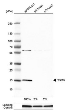 Anti-RBM3 antibody produced in rabbit Prestige Antibodies&#174; Powered by Atlas Antibodies, affinity isolated antibody, buffered aqueous glycerol solution