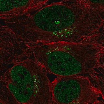 Anti-SPSB4 antibody produced in rabbit Prestige Antibodies&#174; Powered by Atlas Antibodies, affinity isolated antibody