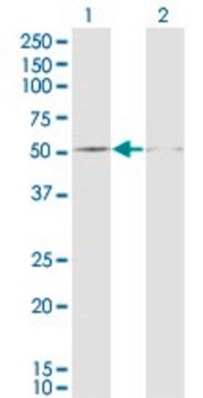 Monoclonal Anti-DUSP5 antibody produced in mouse clone 2F3, ascites fluid, solution