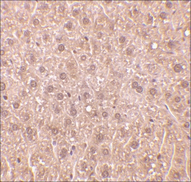 Anti-DEDAF antibody produced in rabbit affinity isolated antibody, buffered aqueous solution