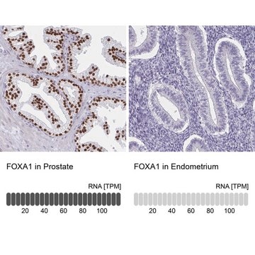 Anti-FOXA1 antibody produced in rabbit Prestige Antibodies&#174; Powered by Atlas Antibodies, affinity isolated antibody, buffered aqueous glycerol solution