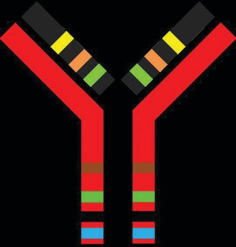 SILu&#8482;MAb K4 Stable-Isotope Labeled Universal Monoclonal Antibody recombinant, expressed in CHO cells