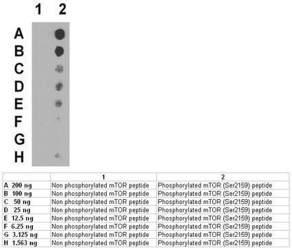 Anti-phospho-mTOR (Ser2159) Antibody from rabbit, purified by affinity chromatography