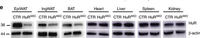 Anti-HuR Antibody Upstate&#174;, from rabbit