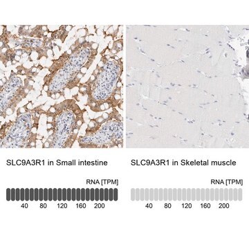 Anti-SLC9A3R1 antibody produced in rabbit Prestige Antibodies&#174; Powered by Atlas Antibodies, affinity isolated antibody, buffered aqueous glycerol solution