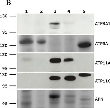 Anti-ATP11A antibody produced in rabbit Prestige Antibodies&#174; Powered by Atlas Antibodies, affinity isolated antibody, buffered aqueous glycerol solution