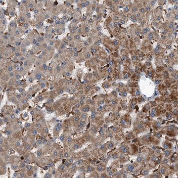 Anti-DHODH antibody produced in rabbit Prestige Antibodies&#174; Powered by Atlas Antibodies, affinity isolated antibody, buffered aqueous glycerol solution