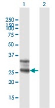 Anti-FOLR1 antibody produced in mouse purified immunoglobulin, buffered aqueous solution