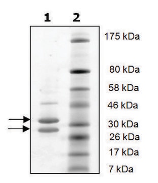 CDK4/Cyclin D1 active human recombinant, expressed in baculovirus infected Sf9 cells, &#8805;90% (SDS-PAGE)