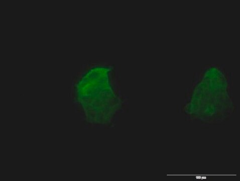 Monoclonal Anti-TSPAN8 antibody produced in mouse clone 1E5, purified immunoglobulin, buffered aqueous solution