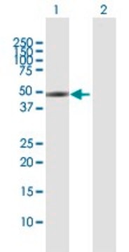 Anti-SLC16A1 antibody produced in rabbit purified immunoglobulin, buffered aqueous solution