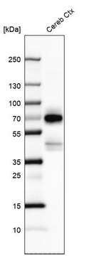 Anti-POU3F4 antibody produced in rabbit Prestige Antibodies&#174; Powered by Atlas Antibodies, affinity isolated antibody, buffered aqueous glycerol solution