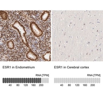 Anti-ESR1 antibody produced in rabbit Prestige Antibodies&#174; Powered by Atlas Antibodies, affinity isolated antibody, buffered aqueous glycerol solution