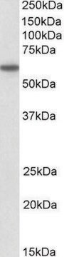 Anti-CD80 antibody produced in goat affinity isolated antibody, buffered aqueous solution