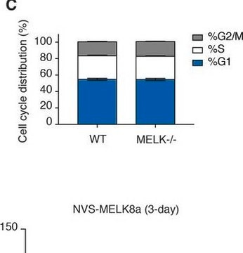 Anti-Vinculin antibody, Mouse monoclonal clone V284, purified from hybridoma cell culture