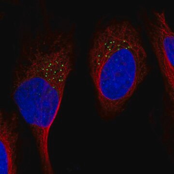 Anti-GDF11 antibody produced in rabbit Prestige Antibodies&#174; Powered by Atlas Antibodies, affinity isolated antibody