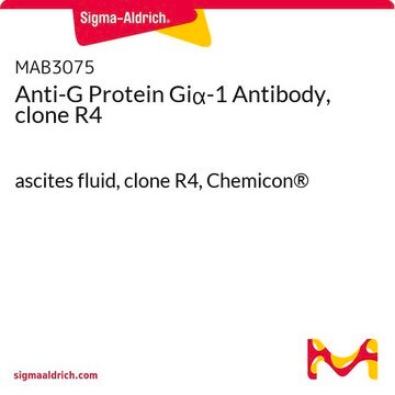 Anti-G Protein Gi&#945;-1 Antibody, clone R4 ascites fluid, clone R4, Chemicon&#174;