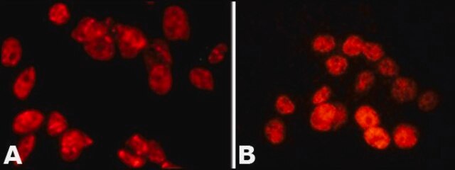 Anti-PSPC1 antibody, Mouse monoclonal clone 1L4, purified from hybridoma cell culture