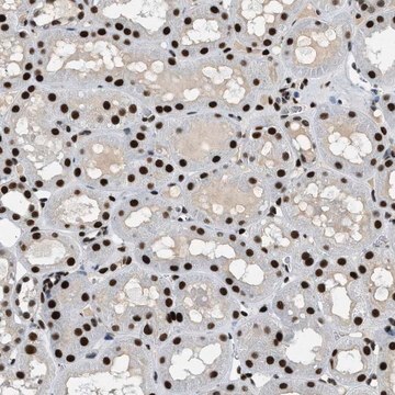 Anti-ZBTB20 antibody produced in rabbit Prestige Antibodies&#174; Powered by Atlas Antibodies, affinity isolated antibody, buffered aqueous glycerol solution